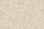 Akustiline PVC Gerflor Mipolam Affinity Acoustic 4424 Smoked Opal beeź_1