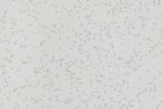 Akustiline PVC Gerflor Taralay Millenium Acoustic 5725 FREIA hall_1